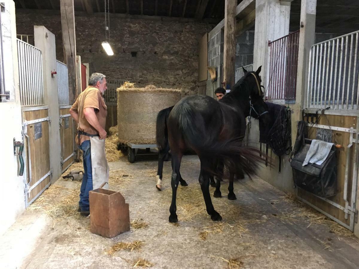 Ferme Gite Equestre En Charente Confolens Exterior photo